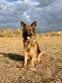 View of a dog on field