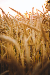 View of plants in field against sky