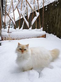 Portrait of white cat on snow