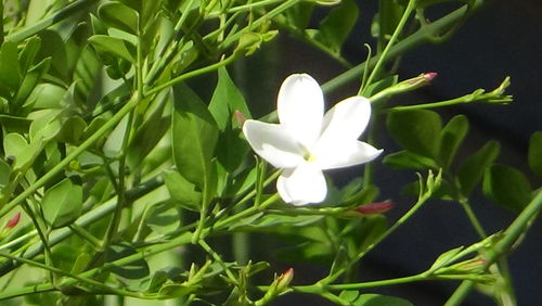 Close-up of white flowers blooming outdoors