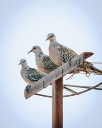 Pigeons perching on a bird against clear sky