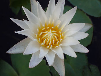 Close-up of white water lily