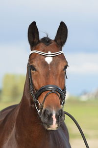 Close-up of horse in ranch