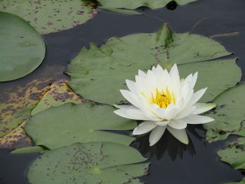 Close-up of lotus water lily in pond