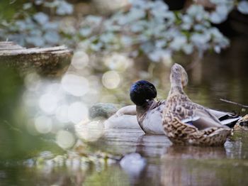Ducks swimming in lake