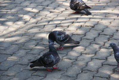 High angle view of pigeon on footpath