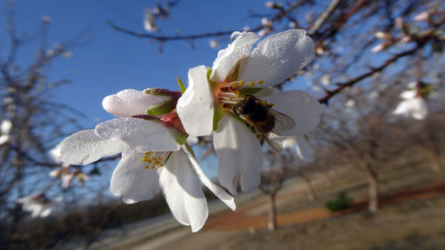 Close-up of cherry blossoms in spring