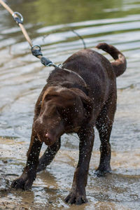 Dog on water in lake