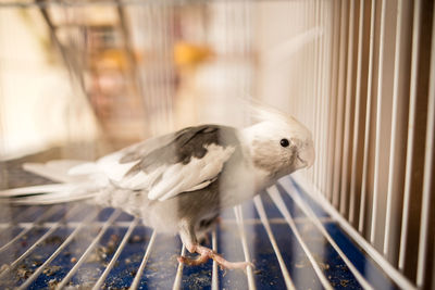 Close-up of bird in cage