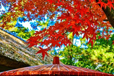 Low angle view of maple tree