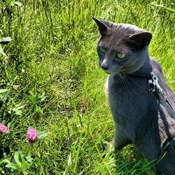 Portrait of cat on grassy field