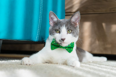 Close-up portrait of a cat