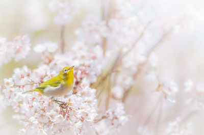 Close-up of bird perching on cherry blossom