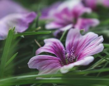 Close-up of pink crocus flower