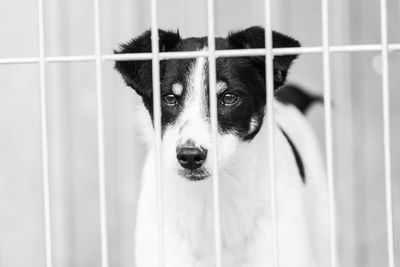 Portrait of dog in cage