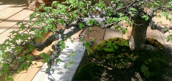 Close-up of plants