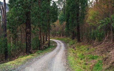 Road passing through forest