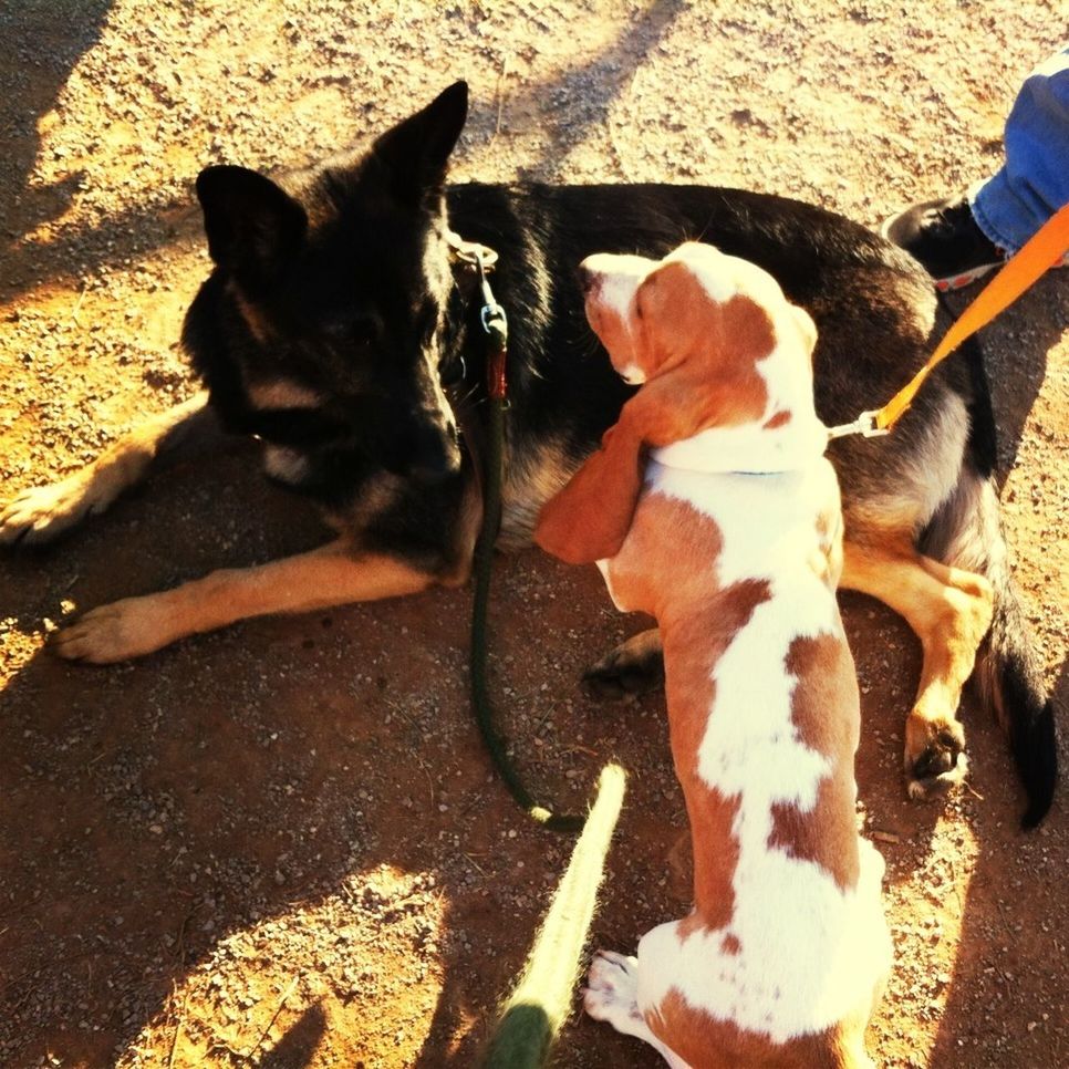 domestic animals, mammal, animal themes, pets, one animal, dog, high angle view, two animals, sunlight, pet collar, standing, shadow, street, day, sitting, domestic cat, outdoors, relaxation, pet leash, canine