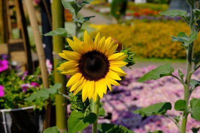 Close-up of yellow flowering plant