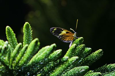 Close-up of butterfly on plant