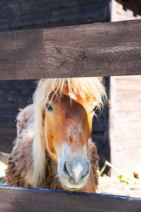 Horse portrait at ranch. cute young horse near wooden fence at farm.