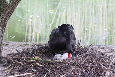 Black swan in a nest