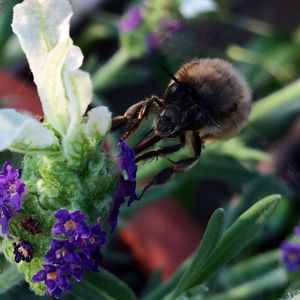 Close-up of bee on purple flower