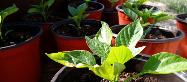 High angle view of potted plants