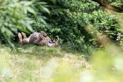 Cheetah yawning in forest