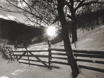 Trees in snow during winter