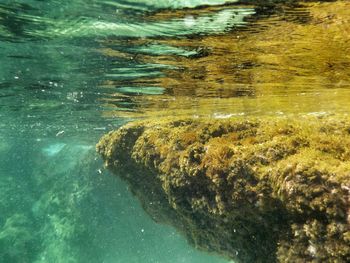 Close-up of swimming in sea