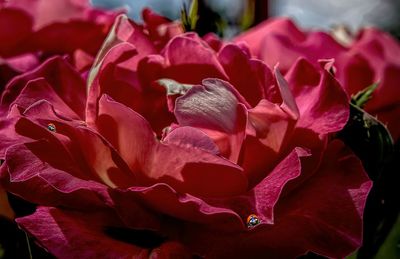 Close-up of pink rose plant