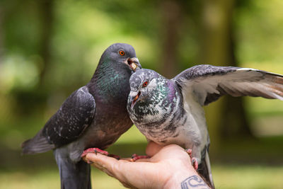 Close-up of bird