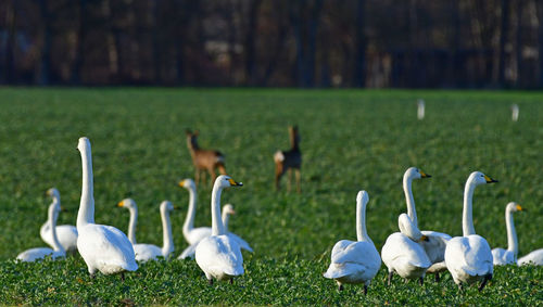 Swans on field