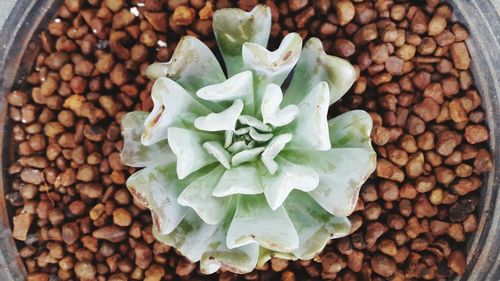 High angle view of vegetables