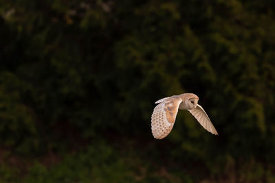 Barn owl flying over a blurred background