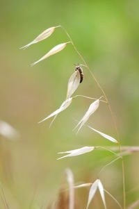 Close-up of insect on plant