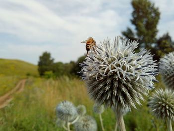 A bee flew to a thorny wildflower on a sunny day