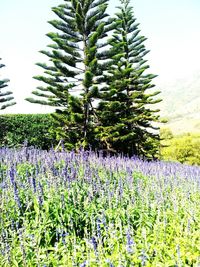 Plants growing on field against sky