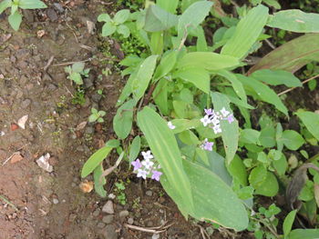 High angle view of flowers blooming outdoors