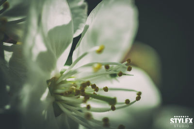 Close-up of plant