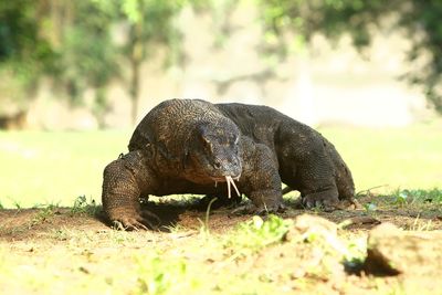 Close-up of a turtle on field