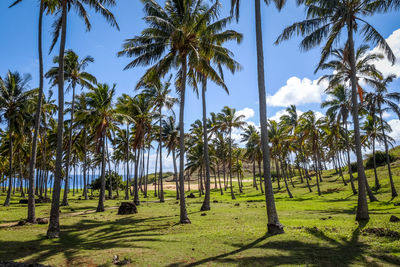 Panoramic view of palm trees on landscape against sky