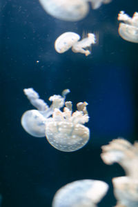 Close-up of jellyfish in sea