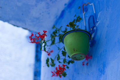 Low angle view of flower pot hanging on blue wall