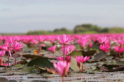 Close-up of pink water lily in lake