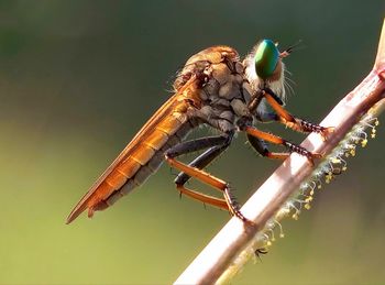 Close-up of damselfly perching on stem