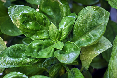 Close-up of raindrops on leaves