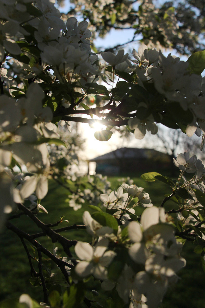 CLOSE-UP OF WHITE FLOWERING PLANT WITH TREE