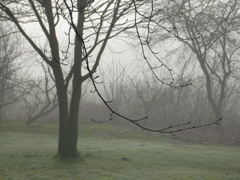 Bare tree on landscape against sky